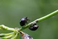 Coptosoma scutellatum